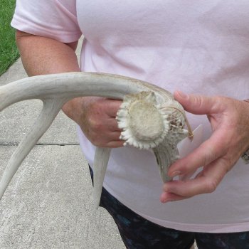  Whitetail Deer Antler 22 inches