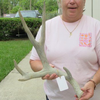 Mule Deer Antler 20 inches