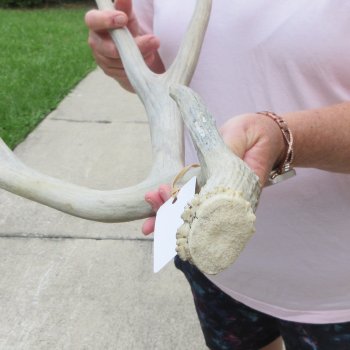 Mule Deer Antler 20 inches