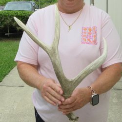 Mule Deer Antler 19...