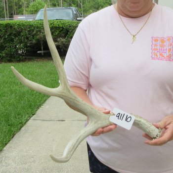 Mule Deer Antler 19 inches