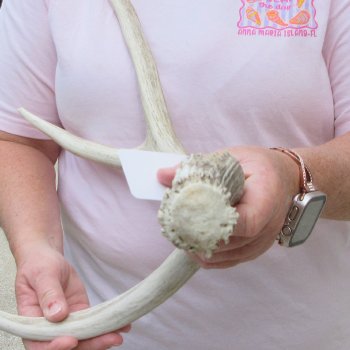 Mule Deer Antler 19 inches