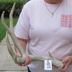 Mule Deer Antler 18...