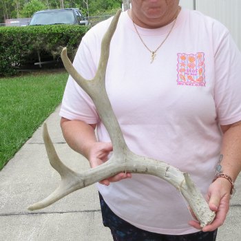 Mule Deer Antler 18 inches
