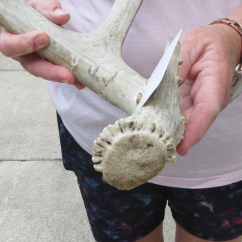 Mule Deer Antler 18 inches