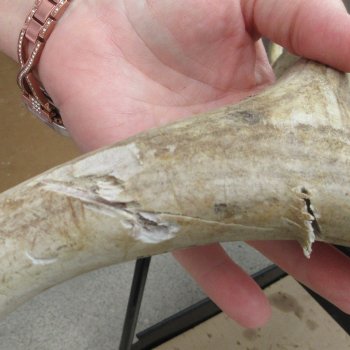 Mule Deer Antler 18 inches