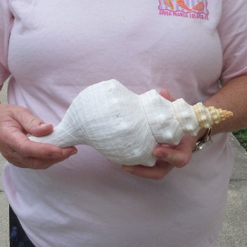 10 inch Horse Conch 