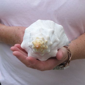 10 inch Horse Conch 