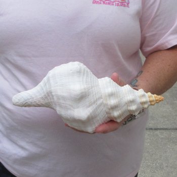 10 inch Horse Conch 