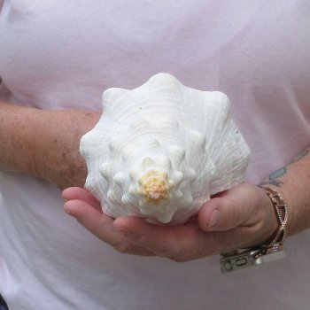 10 inch Horse Conch 