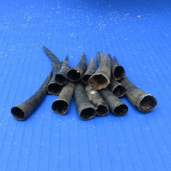 Thirteen piece 3" to 5" Steenbok Horns