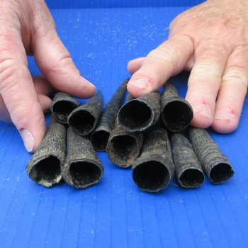 Eleven piece 3" to 5" Grey Duiker Horns