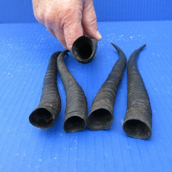 Five piece 7" to 9" African Female Springbok Horns 
