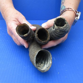 Four piece B-Grade African Male Springbok Horns 8" to 11"