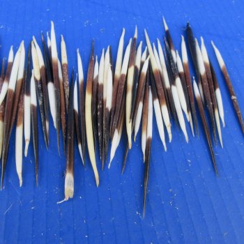 One Hundred B-Grade Small African Porcupine Quills 3" to 5" 
