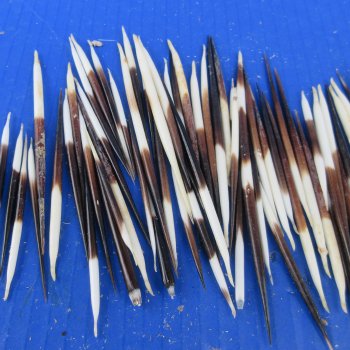 One Hundred B-Grade Small African Porcupine Quills 3" to 5" 