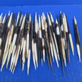 One Hundred B-Grade Small African Porcupine Quills 3" to 5" 