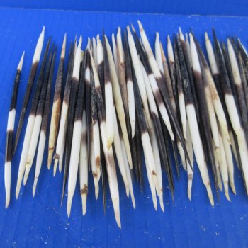 One Hundred B-Grade Small African Porcupine Quills 3" to 5" 
