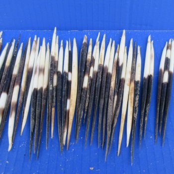Fifty B-Grade Semi-Cleaned Thick African Porcupine Quills 5" to 6" 