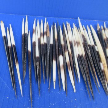 Fifty B-Grade Semi-Cleaned Thick African Porcupine Quills 5" to 6" 