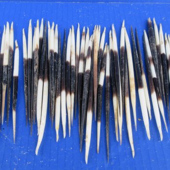 Fifty B-Grade Semi-Cleaned Thick African Porcupine Quills 5" to 6" 