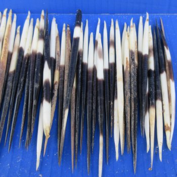 Fifty B-Grade Semi-Cleaned Thick African Porcupine Quills 5" to 6" 