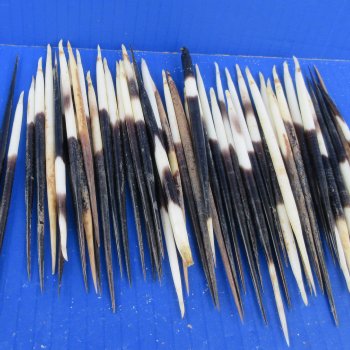 Fifty B-Grade Semi-Cleaned Thick African Porcupine Quills 5" to 6" 