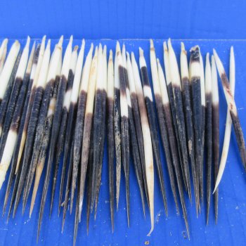 Fifty B-Grade Semi-Cleaned Thick African Porcupine Quills 5" to 6" 