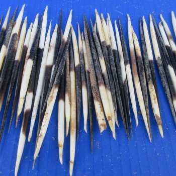 Fifty B-Grade Semi-Cleaned Thick African Porcupine Quills 5" to 6" 
