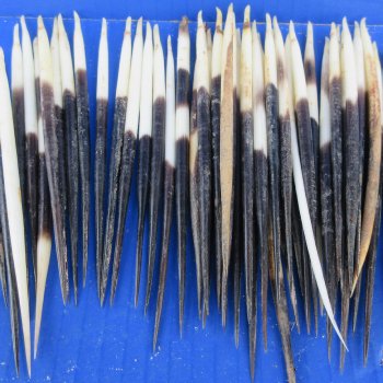 Fifty B-Grade Semi-Cleaned Thick African Porcupine Quills 5" to 6" 