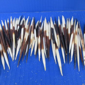 One Hundred B-Grade Small African Porcupine Quills 3" to 5" 