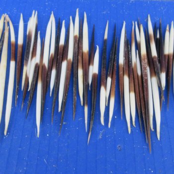 Fifty B-Grade Small African Porcupine Quills 3" to 5" 