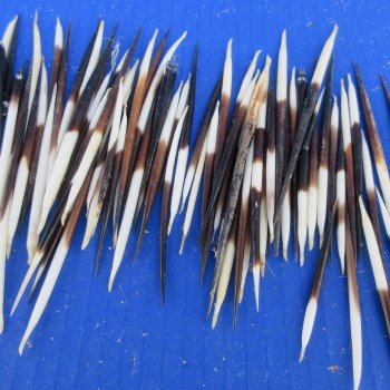 One Hundred B-Grade Small African Porcupine Quills 3" to 5" 