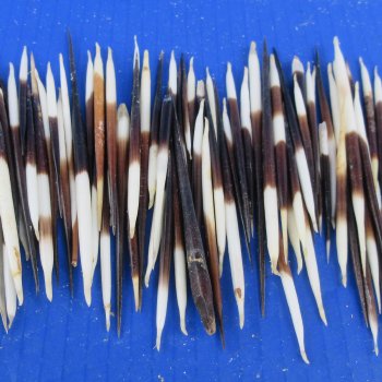 One Hundred B-Grade Small African Porcupine Quills 3" to 5" 