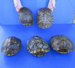Five piece 8" Red Eared Slider Turtle Shells
