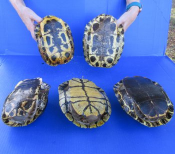 Five piece 8" Red Eared Slider Turtle Shells