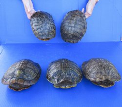 Five piece 8" Red Eared Slider Turtle Shells