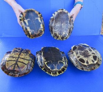 Five piece 8" Red Eared Slider Turtle Shells