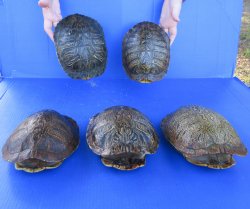 Five piece 8" Red Eared Slider Turtle Shells