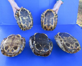 Five piece 8" Red Eared Slider Turtle Shells