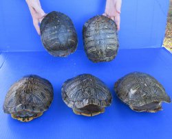 Five piece 8" Red Eared Slider Turtle Shells