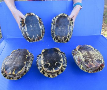 Five piece 8" Red Eared Slider Turtle Shells