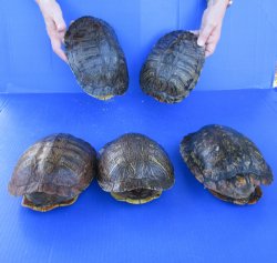 Five piece 8" Red Eared Slider Turtle Shells