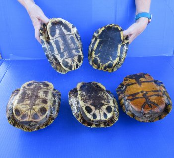 Five piece 8" Red Eared Slider Turtle Shells