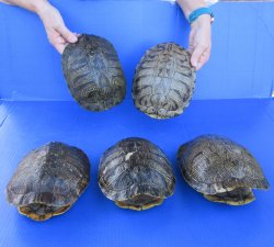 Five piece 8" Red Eared Slider Turtle Shells