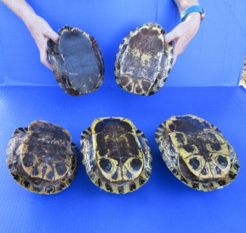 Five piece 8" Red Eared Slider Turtle Shells
