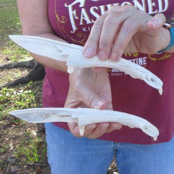 Two piece 8" to 9" Alligator Jaw Bone Knives