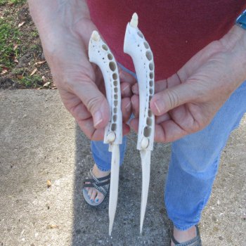 Two piece 8" to 9" Alligator Jaw Bone Knives