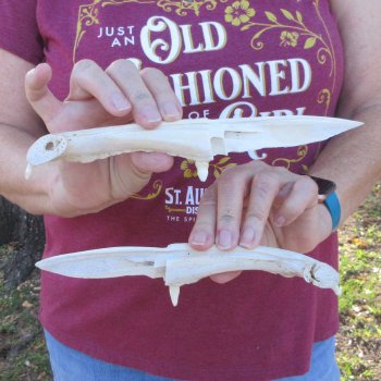 Two piece 8" to 9" Alligator Jaw Bone Knives