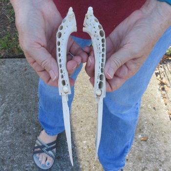 Two piece 8" to 9" Alligator Jaw Bone Knives